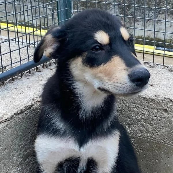 JOE cucciolo 4 mesi cerca adozione  canile di Latina | Foto 0