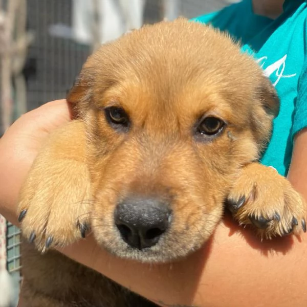 ARTHUR cucciolo 3 mesi cerca casa  adozione canile Latina | Foto 6