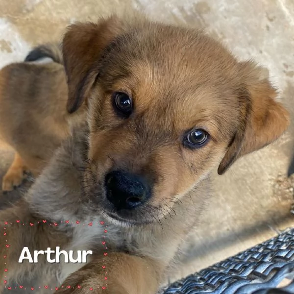 ARTHUR cucciolo 3 mesi cerca casa  adozione canile Latina