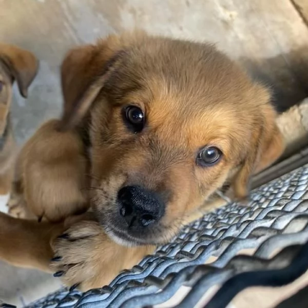 ARTHUR cucciolo 3 mesi cerca casa  adozione canile Latina | Foto 3