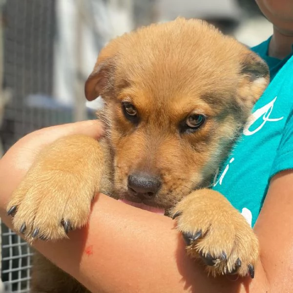 ARTHUR cucciolo 3 mesi cerca casa  adozione canile Latina | Foto 2