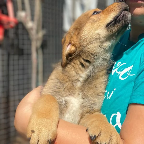 ARTHUR cucciolo 3 mesi cerca casa  adozione canile Latina | Foto 1