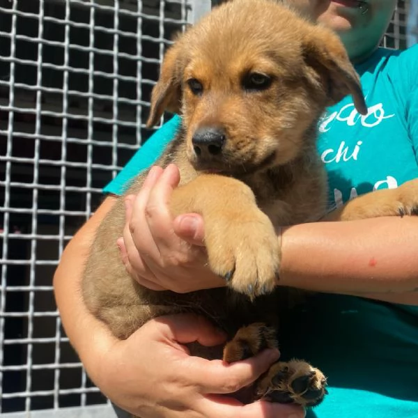 ARTHUR cucciolo 3 mesi cerca casa  adozione canile Latina | Foto 0
