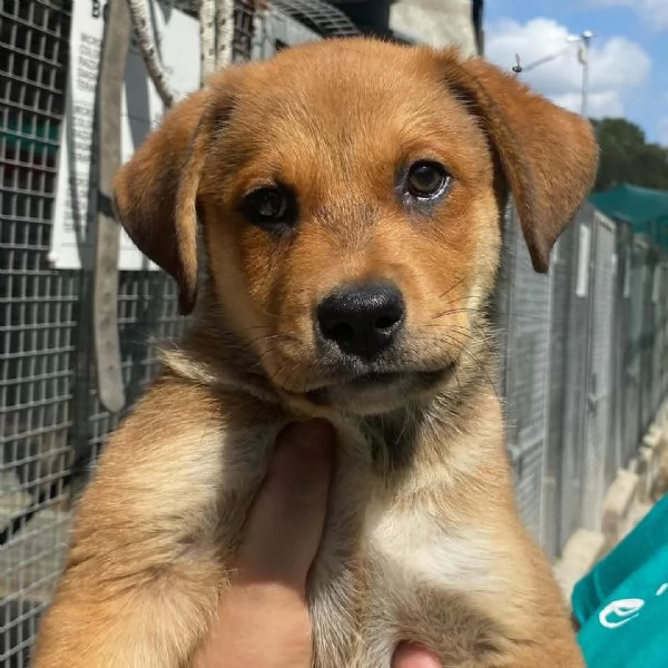 Apollonia dolce cucciola 3 mesi e mezzo cerca adozione | Foto 5