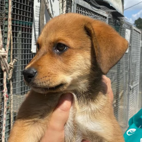 Apollonia dolce cucciola 3 mesi e mezzo cerca adozione | Foto 3