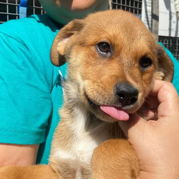 Apollonia dolce cucciola 3 mesi e mezzo cerca adozione | Foto 1