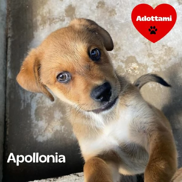 Apollonia dolce cucciola 3 mesi e mezzo cerca adozione