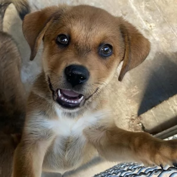 Apollonia dolce cucciola 3 mesi e mezzo cerca adozione | Foto 0
