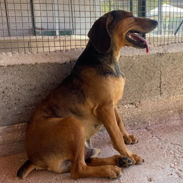 PUCk dolce segugetto 5 anni cerca casa  adozione canile di Latina | Foto 6