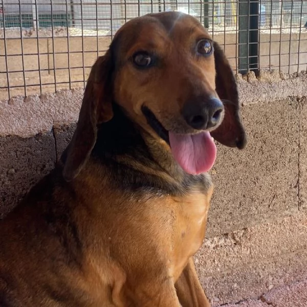 PUCk dolce segugetto 5 anni cerca casa  adozione canile di Latina | Foto 5