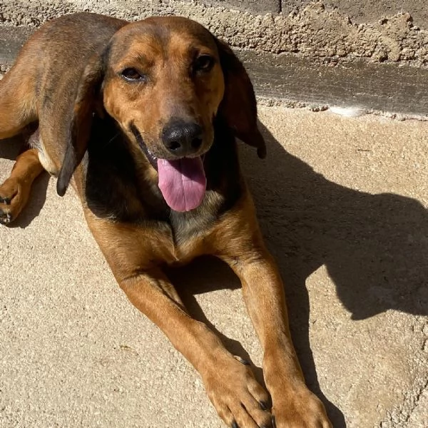 PUCk dolce segugetto 5 anni cerca casa  adozione canile di Latina | Foto 4
