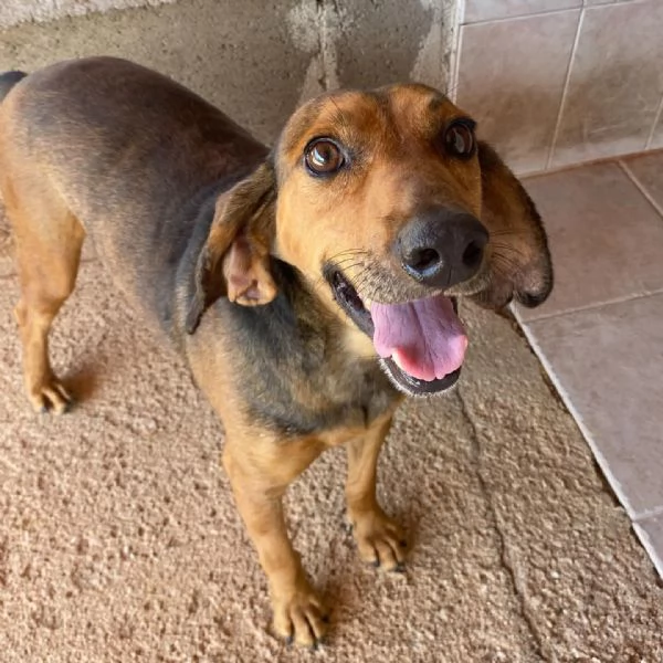 PUCk dolce segugetto 5 anni cerca casa  adozione canile di Latina | Foto 3