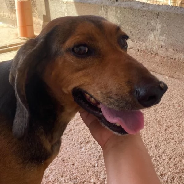 PUCk dolce segugetto 5 anni cerca casa  adozione canile di Latina | Foto 2