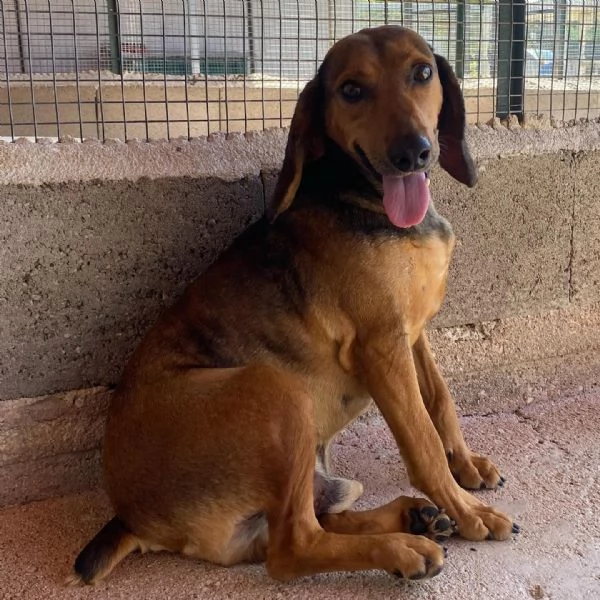 PUCk dolce segugetto 5 anni cerca casa  adozione canile di Latina | Foto 1