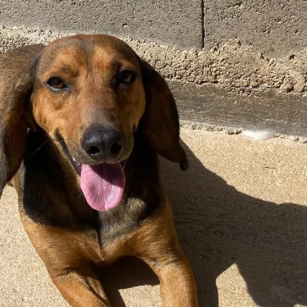 PUCk dolce segugetto 5 anni cerca casa  adozione canile di Latina | Foto 0