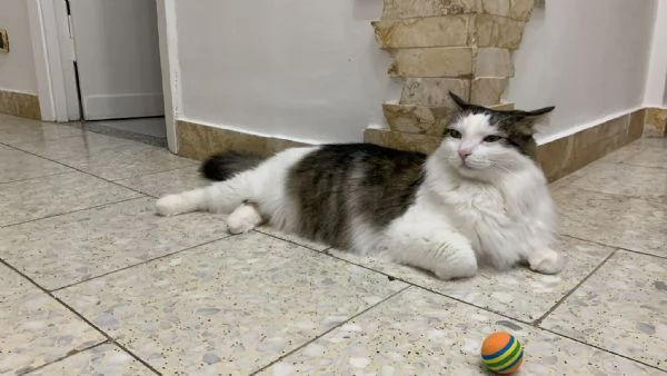 Fiocco dolce gattino cerca adozione  | Foto 3