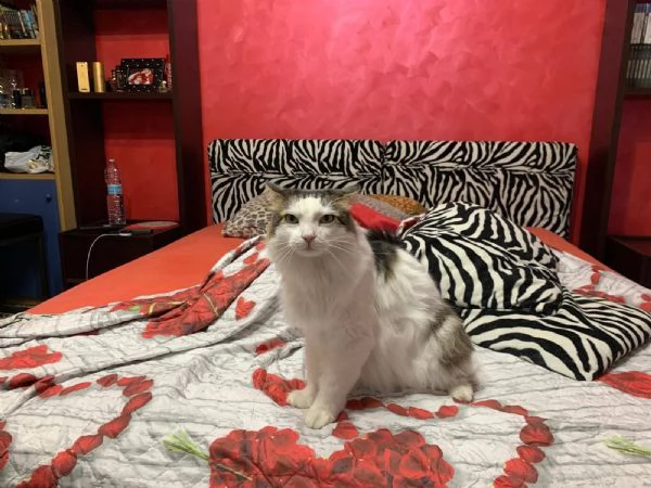 Fiocco dolce gattino cerca adozione  | Foto 2
