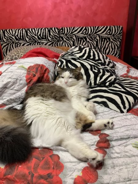 Fiocco dolce gattino cerca adozione  | Foto 1