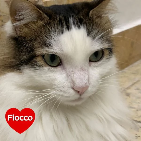 Fiocco dolce gattino cerca adozione 