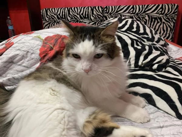 Fiocco dolce gattino cerca adozione  | Foto 0