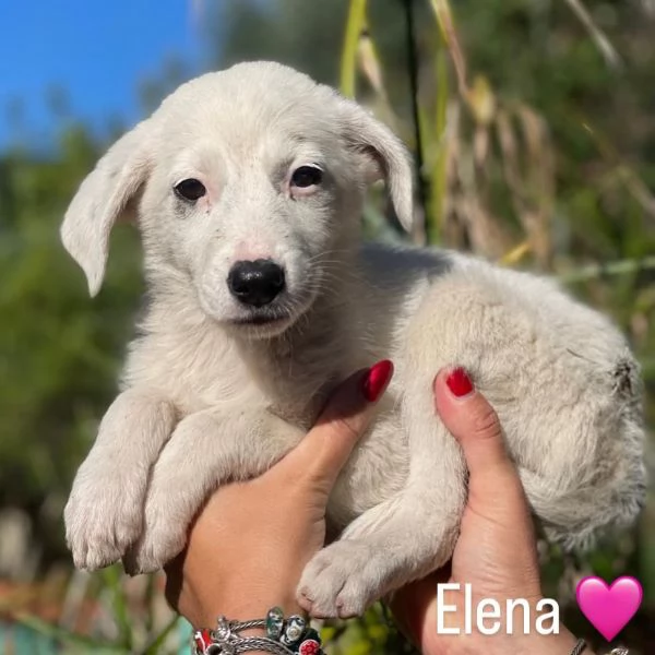 ELENA dolce cucciolotta 2 mesi cerca adozione
