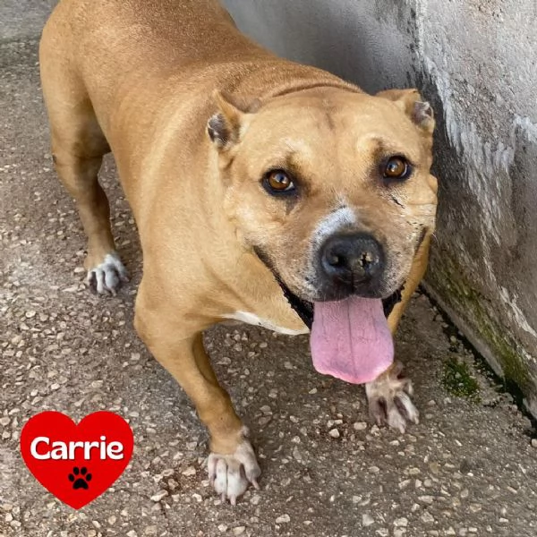 CARRIE dolce molossetta 9 anni in adozione  canile di Latina