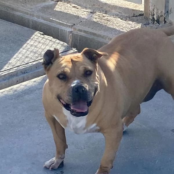 CARRIE dolce molossetta 9 anni in adozione  canile di Latina | Foto 0