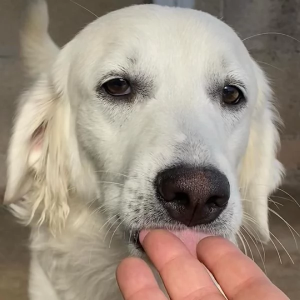 Suamy dolce cagnolina 10 mesi in adozione canile di Latina