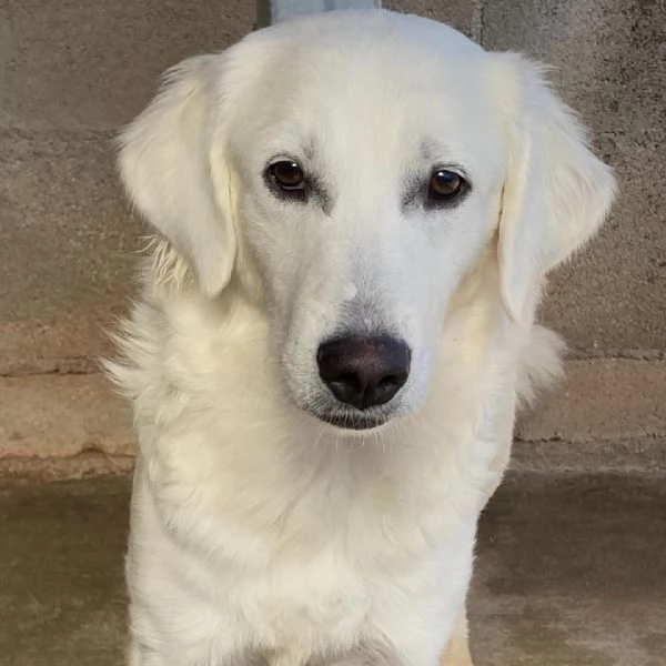 Suamy dolce cagnolina 10 mesi in adozione canile di Latina | Foto 3