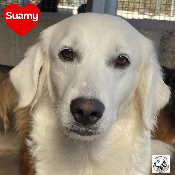 Suamy dolce cagnolina 10 mesi in adozione canile di Latina | Foto 1