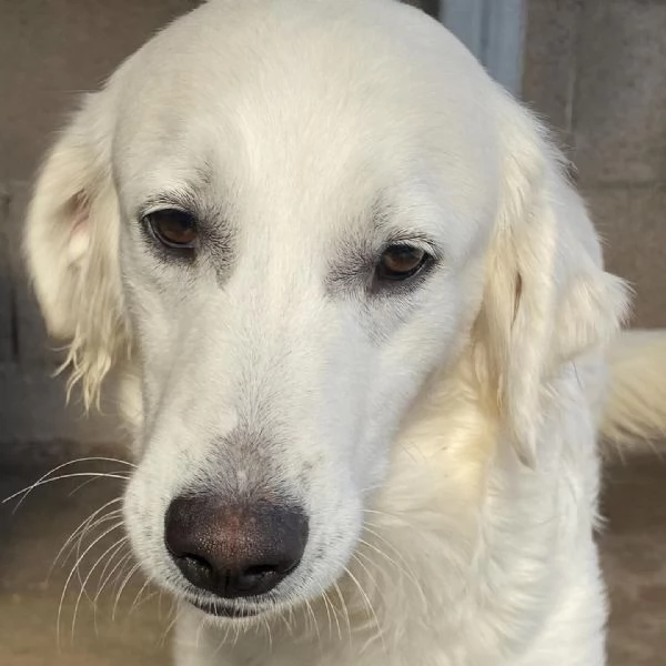 Suamy dolce cagnolina 10 mesi in adozione canile di Latina | Foto 0