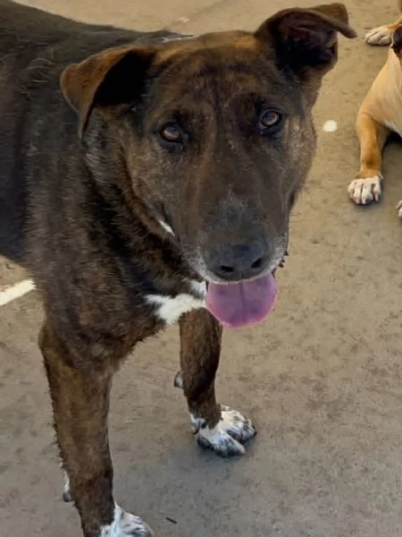 BULLY derivato bull terrier in adozione  canile di Latina | Foto 3