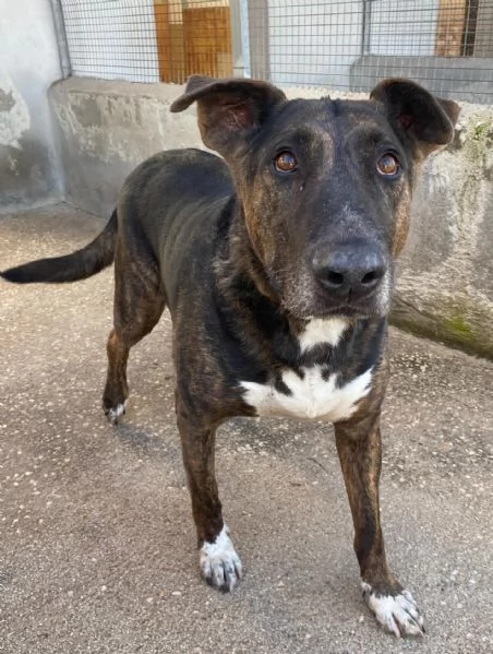 BULLY derivato bull terrier in adozione  canile di Latina | Foto 2