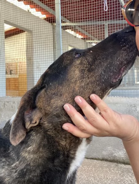 BULLY derivato bull terrier in adozione  canile di Latina | Foto 1