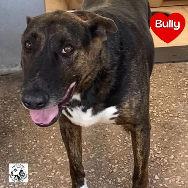 BULLY derivato bull terrier in adozione  canile di Latina
