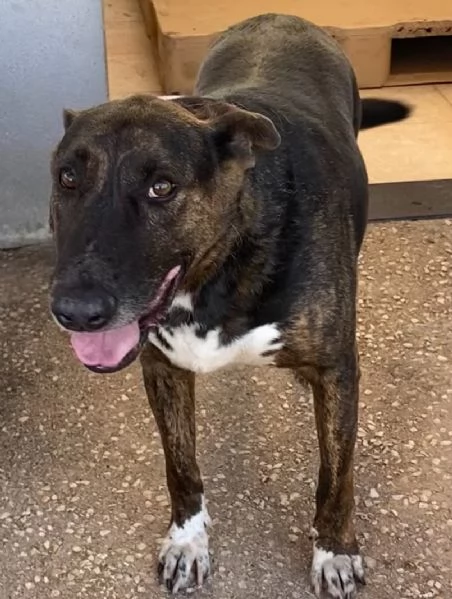 BULLY derivato bull terrier in adozione  canile di Latina | Foto 0