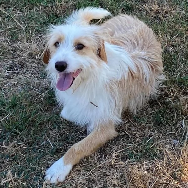 LEONE dolce spinoncino in adozione  canile di Latina | Foto 6