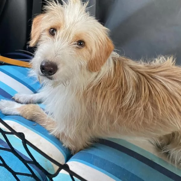 LEONE dolce spinoncino in adozione  canile di Latina | Foto 4