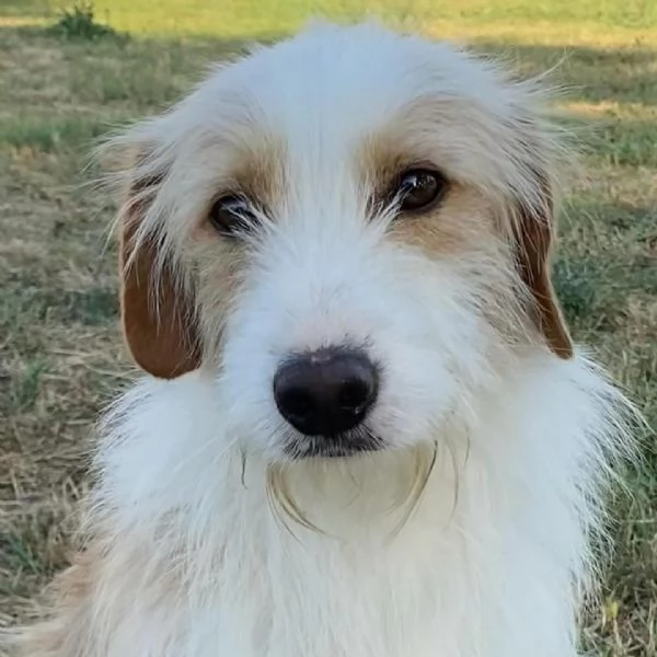 LEONE dolce spinoncino in adozione  canile di Latina | Foto 3