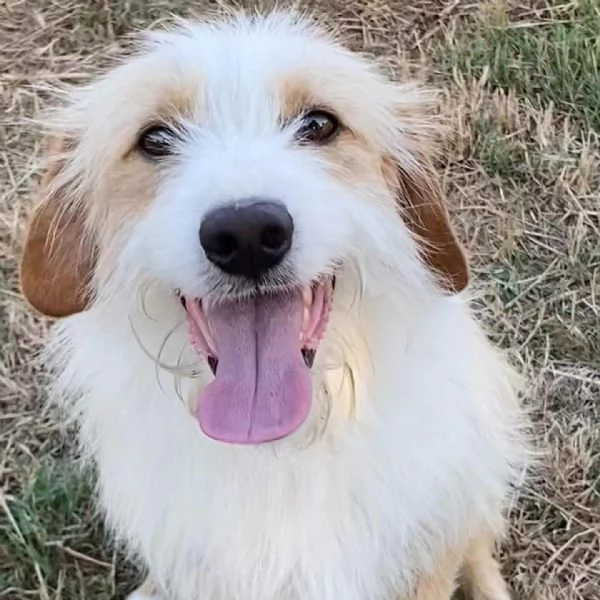 LEONE dolce spinoncino in adozione  canile di Latina | Foto 2