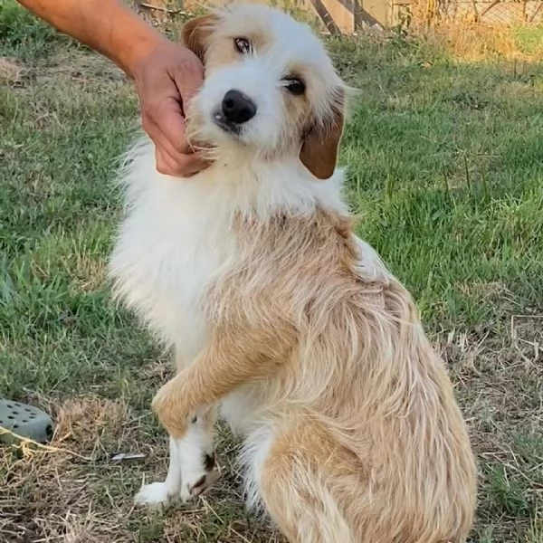 LEONE dolce spinoncino in adozione  canile di Latina | Foto 1