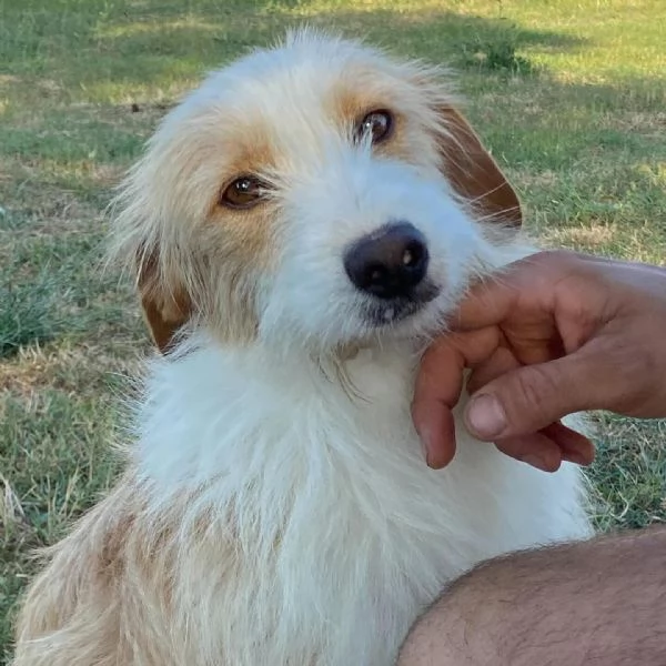 LEONE dolce spinoncino in adozione  canile di Latina | Foto 0