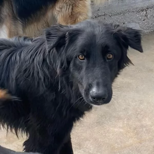 ANUBI bellissimo incrocio pastore belga 2 anni in adozione  | Foto 5