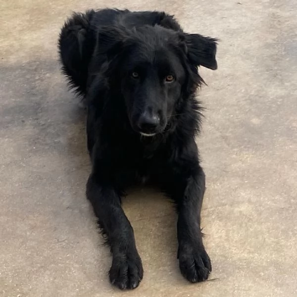 ANUBI bellissimo incrocio pastore belga 2 anni in adozione  | Foto 3