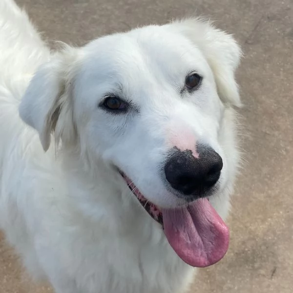 GHALI splendido cagnolino tripode in adozione  canile di Latina | Foto 6