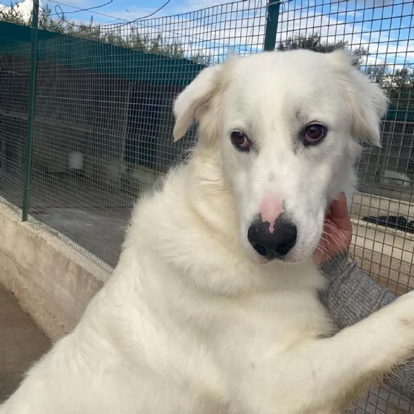 GHALI splendido cagnolino tripode in adozione  canile di Latina | Foto 5