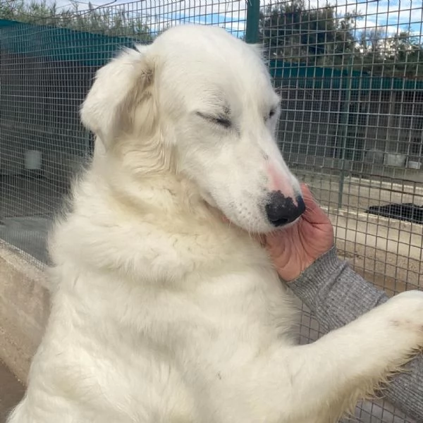 GHALI splendido cagnolino tripode in adozione  canile di Latina | Foto 4