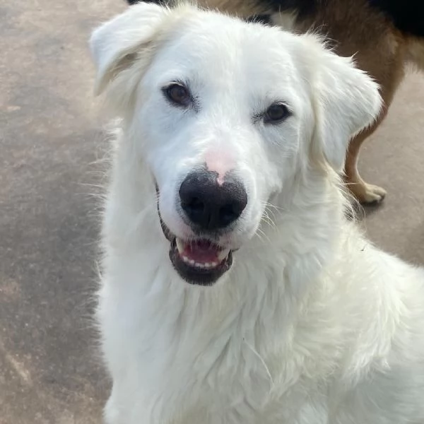 GHALI splendido cagnolino tripode in adozione  canile di Latina | Foto 3
