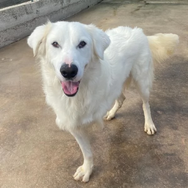 GHALI splendido cagnolino tripode in adozione  canile di Latina | Foto 2