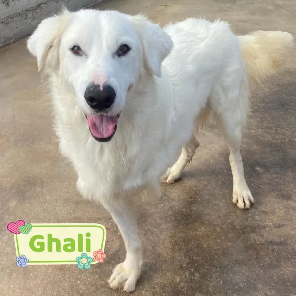 GHALI splendido cagnolino tripode in adozione  canile di Latina